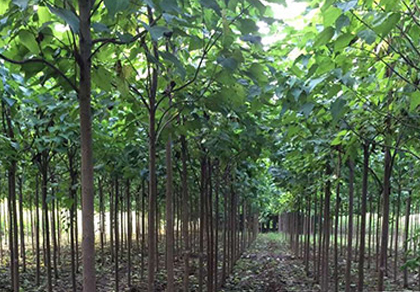 優(yōu)勢(shì)二